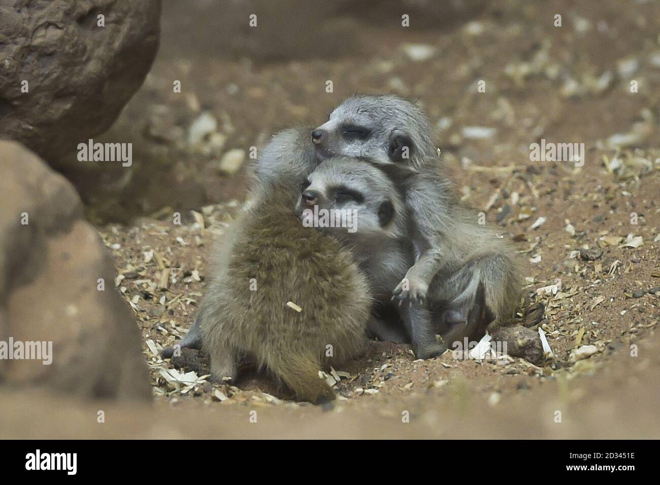 Zwei Wochen alte Erdmännchen, noch unbenannt, huddeln sich in ihrem Gehege in den Bristol Zoo Gardens zusammen. Stockfoto