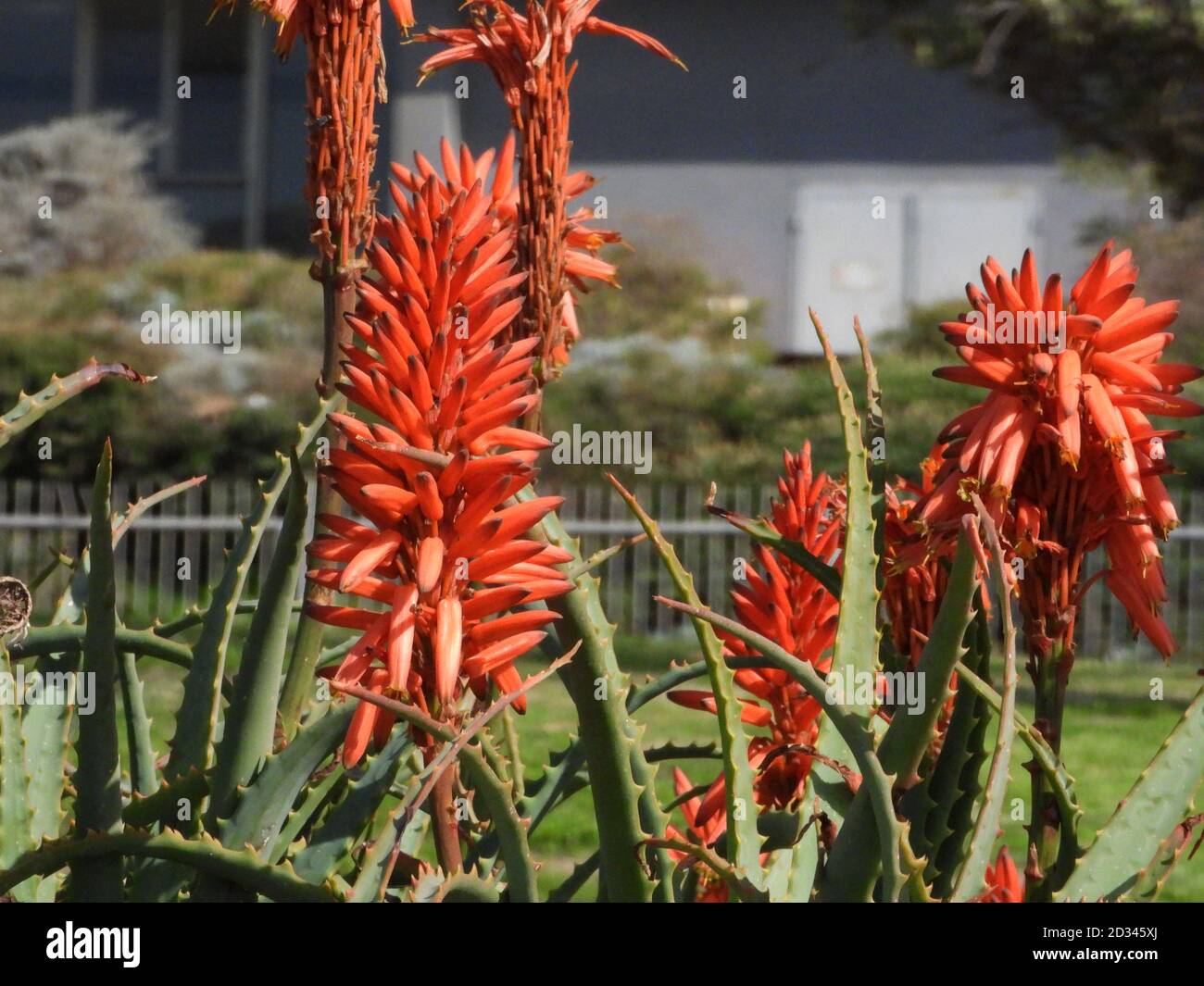 Flammende Orangenblten einer Aloe Pflanze (Bitte beachten Sie, dies ist  KEINE Aloe Vera Pflanze - die Aloe Vera Blten sind gelb) fotografiert in  einem Garten in Stockfotografie - Alamy