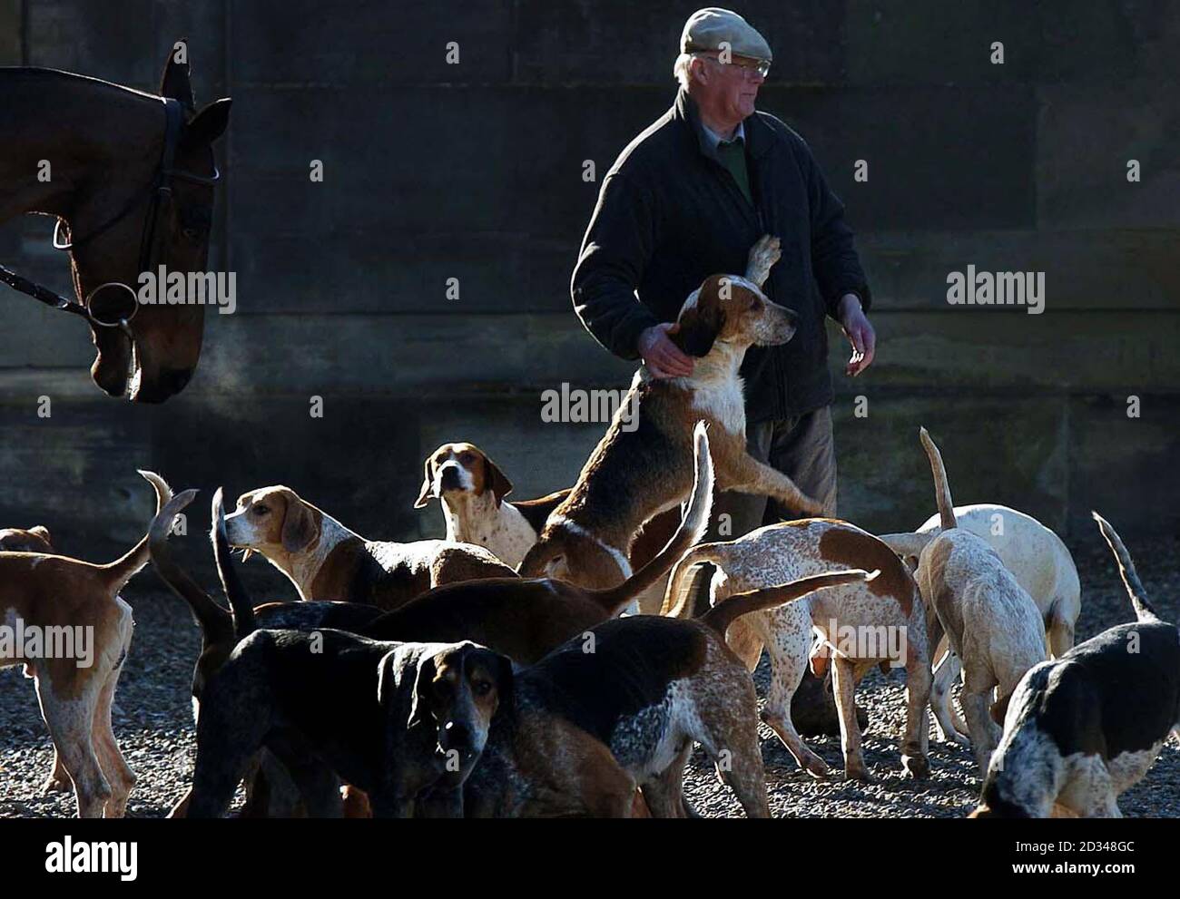 Ein Jagdunterstützer der Sinnington Hunt klopft die Hunde, als sie nach ihrem letzten Treffen vor dem Hunting with Dogs Ban zu den Hunt Zwingern zurückkehren. Stockfoto