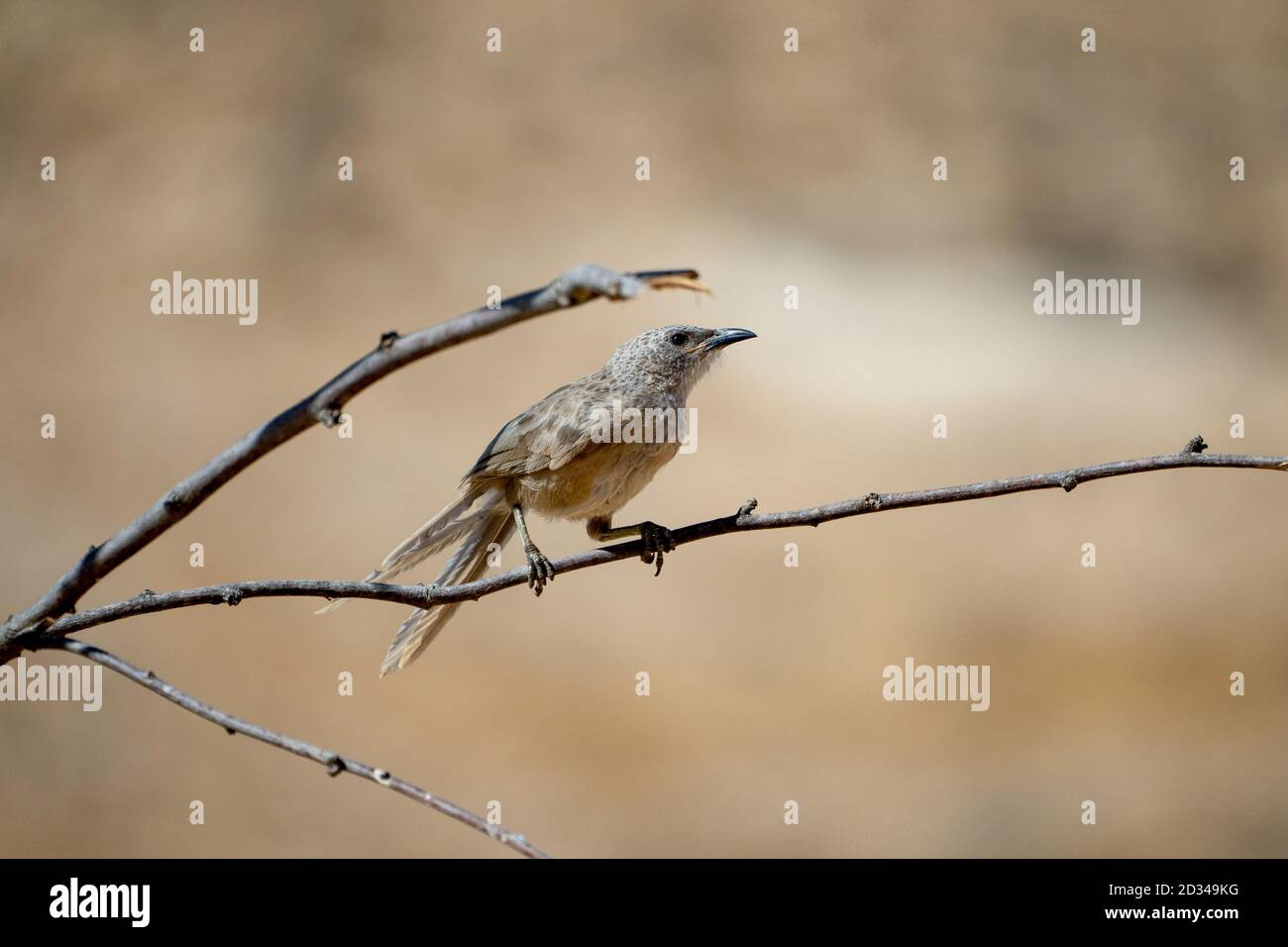 Der Arabian babbler (Argya squamiceps) ist ein Singvogel. Es ist ein gemeinschaftlich nistender Vogel von aridem Gestrüpp im Nahen Osten, der toge lebt Stockfoto