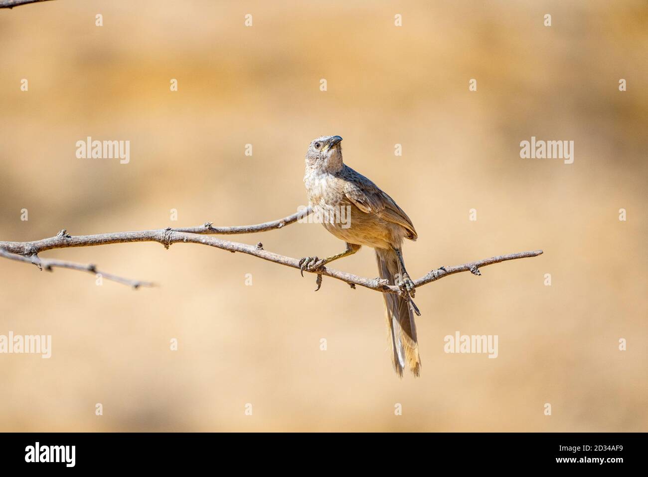 Der Arabian babbler (Argya squamiceps) ist ein Singvogel. Es ist ein gemeinschaftlich nistender Vogel von aridem Gestrüpp im Nahen Osten, der toge lebt Stockfoto