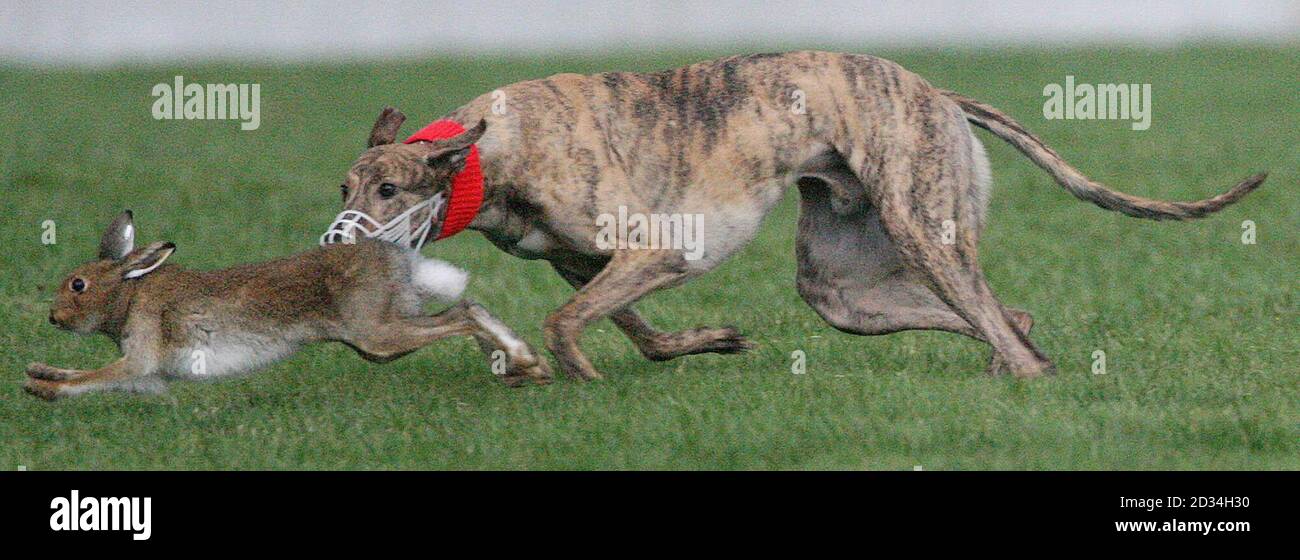 Boavista, der Hund des Schauspielers und ehemaligen Fußballer Vinnie Jones, jagt einen Hasen bei den Irish National Coursing Championships auf der Clonmel Racecourse in der Grafschaft Tipperary, Irland, Mittwoch, 1. Februar 2006. Sein Hund Boavista ist einer der Favoriten, um den Wettbewerb zu gewinnen. DRÜCKEN Sie VERBANDSFOTO. Bildnachweis sollte lauten: Niall Carson/PA. Stockfoto