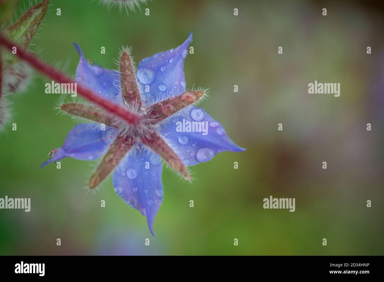Natürlicher Hintergrund mit wachsenden Kräutern und Blumen Stockfoto