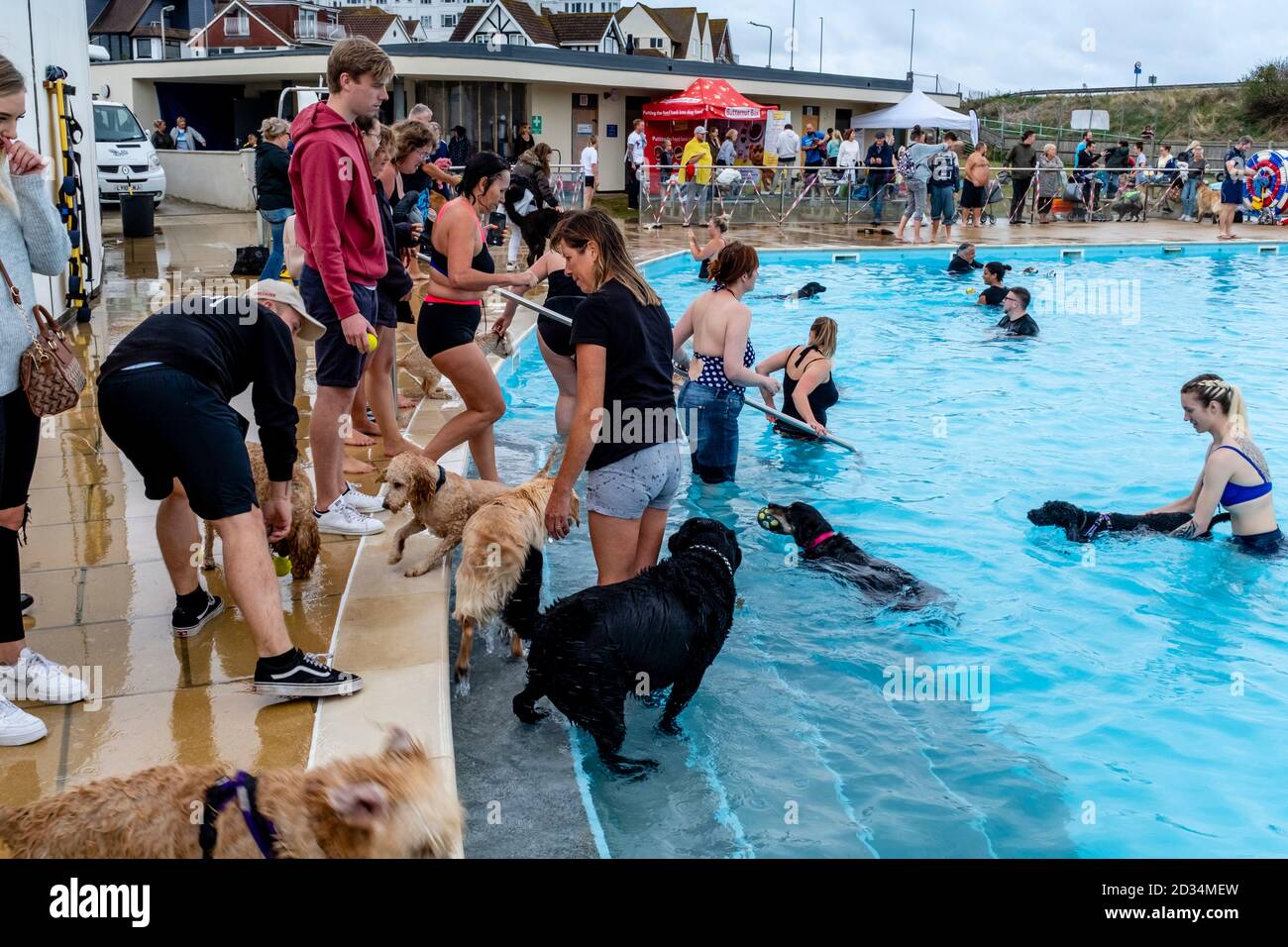 Hundebesitzer nehmen ihre Hunde ‘dSaltdean Lido zum „Joggigen Schwimmen“ mit. Diese Veranstaltung findet jährlich statt, erst nach Abschluss der Saison. Saltdean, Großbritannien Stockfoto