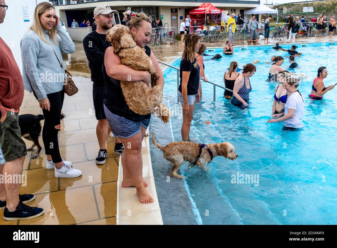 Hundebesitzer nehmen ihre Hunde ‘dSaltdean Lido zum „Joggigen Schwimmen“ mit. Diese Veranstaltung findet jährlich statt, erst nach Abschluss der Saison. Saltdean, Großbritannien Stockfoto