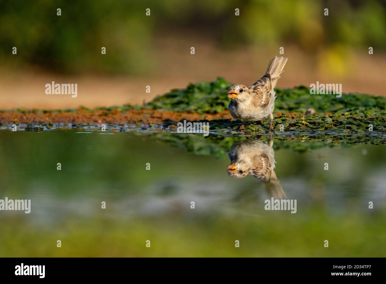 Weibliche Hausspatzen (Passer domesticus). Fotografiert in Israel im Juli Stockfoto