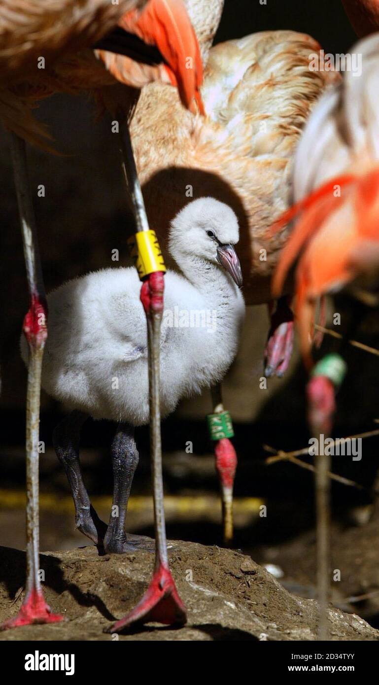 Eines der vier chilenischen Flamingoküken, die im Juli und August im Edinbugh Zoo geboren wurden. Stockfoto