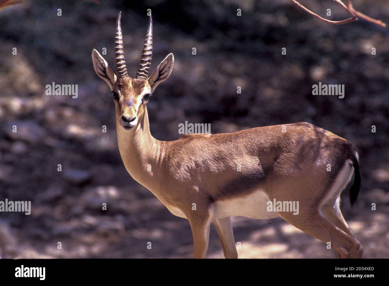 Die Berggazelle oder die Palestine Berggazelle (Gazella gazella) ist eine Art von Gazelle weit, aber ungleich verteilt. Berggazellen ar Stockfoto