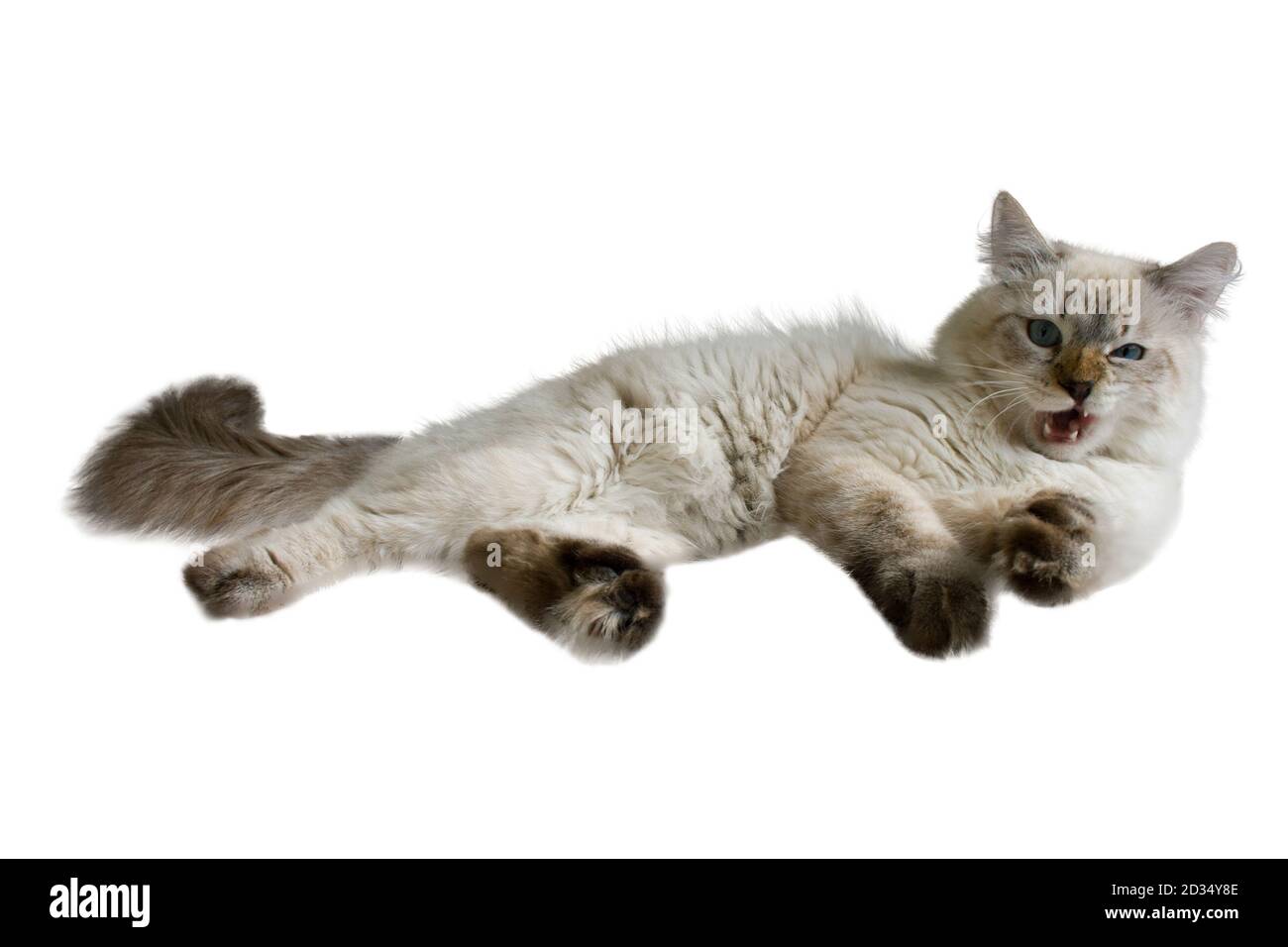 Sibirische Neva Maskerade Katze, Kätzchen 9 Monate alt, mit schönen blauen Augen lustig wütend, liegend, isoliert auf weißem Hintergrund Stockfoto