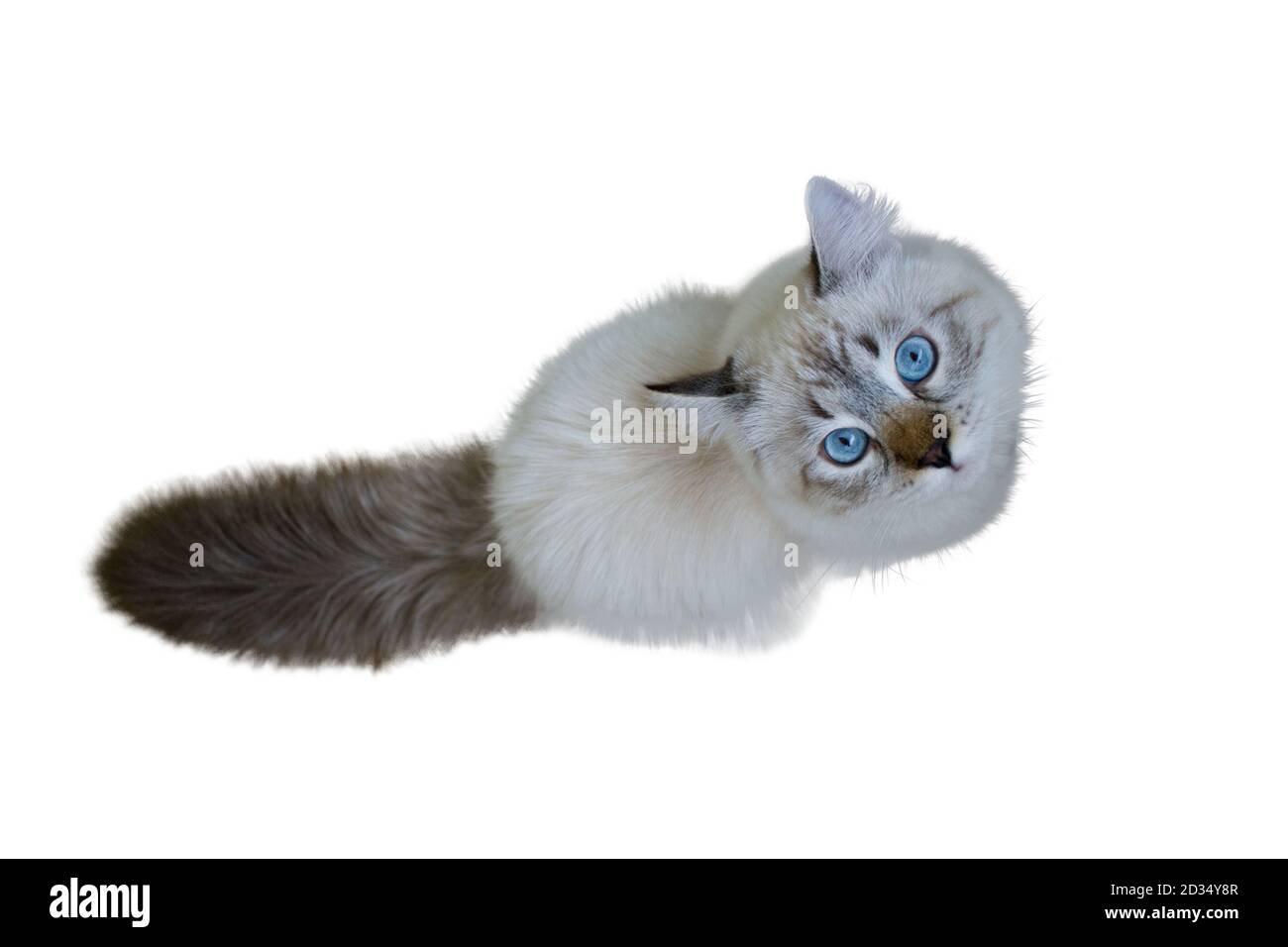 Siberian Neva Maskerade Katze, Kätzchen 9 Monate alt, mit schönen blauen Augen Nahaufnahme, Blick nach oben, isoliert auf weißem Hintergrund. Draufsicht Stockfoto