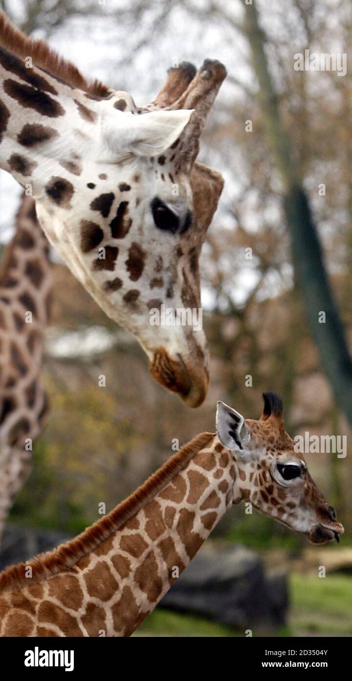 Molly, die kleine Giraffe (unten), die diese Woche im Chester Zoo geboren wurde, mit ihrer Mutter Kelly (oben), die sechs ist. Stockfoto