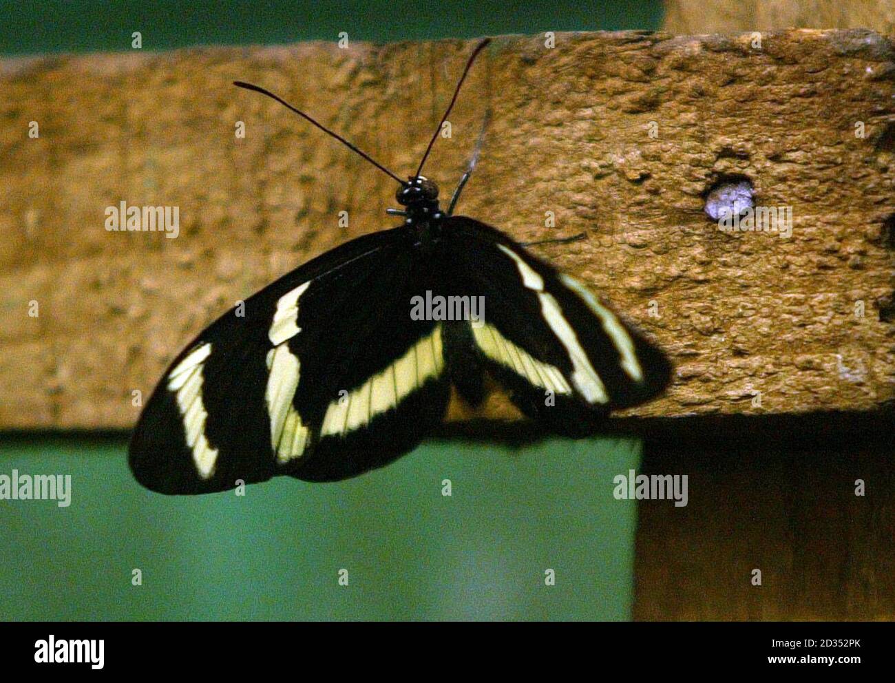 Ein Long Wing Schmetterling aus Südamerika schlüpfte heute in Butterfly and Insect World in der Nähe von Edinburgh. Stockfoto