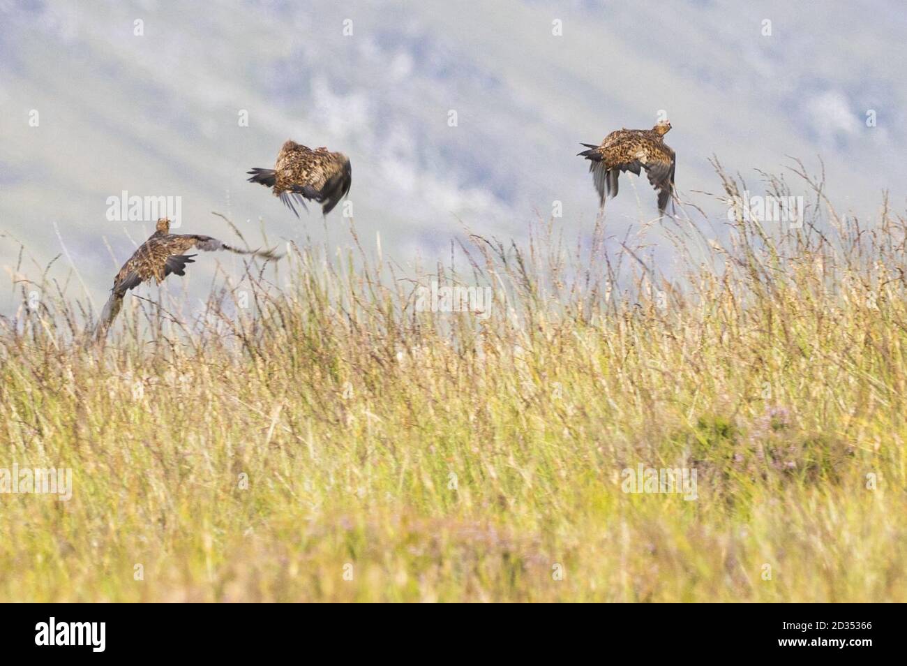 Birkhühner im Flug auf den Mooren des Rottal Estate in Glen Clova, bei Kirriemuir, Angus, auf dem glorreichen Zwölften, dem Beginn der Jagdsaison der Birkhühner. Stockfoto