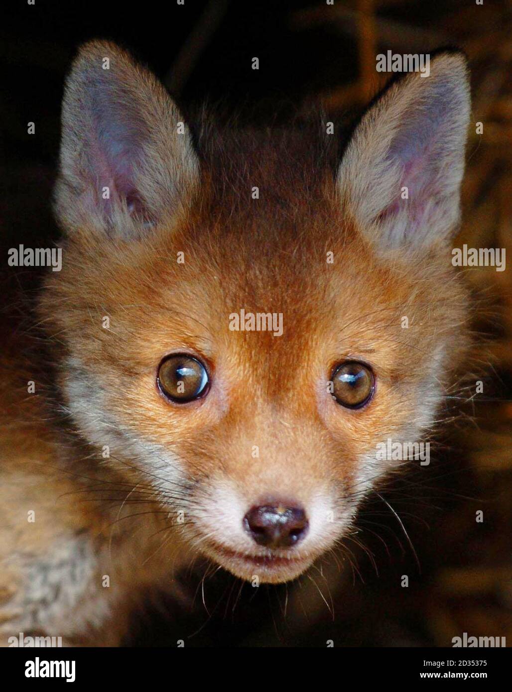 Bracken ein 7 Wochen alter Vixen Fox Cub kommt aus einem Heuballen im Suffolk and Essex Small Animal Welfare Sanctuary, Leavenheath, Suffolk. Stockfoto
