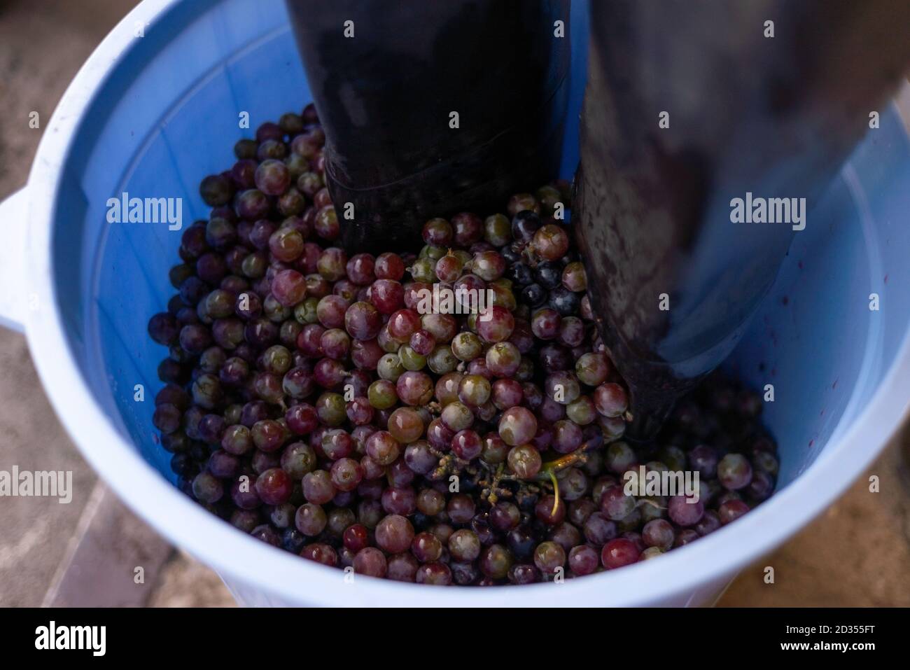 Nahaufnahme zum Zerkleinern der Trauben mit den Füßen in einem Eimer. Weinbereitung, Handwerk und Traubenpressen. Stockfoto