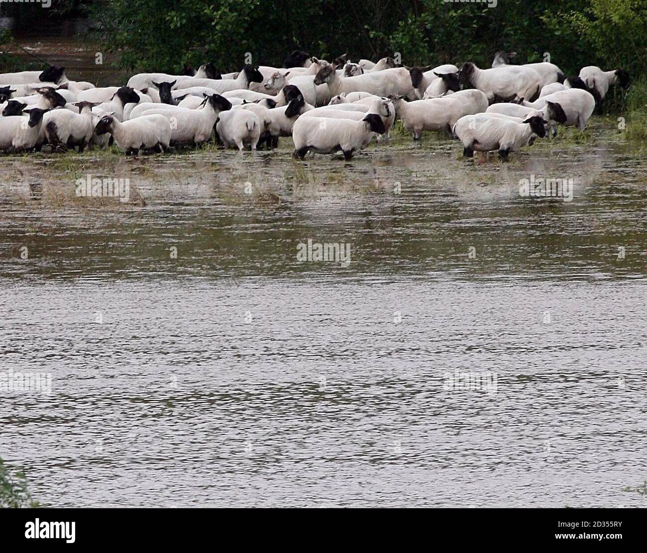 Schafe gestrandet in einem Feld neben dem Fluss Teme in der Nähe von Broadwas in Worcestershire. Stockfoto