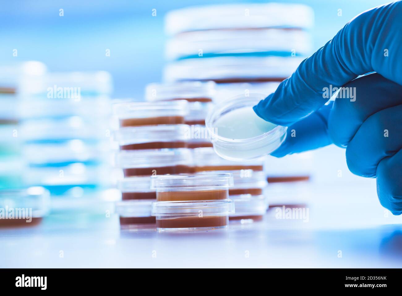 Petrischalen im mikrobiologischen Labor einer medizinischen Klinik Stockfoto