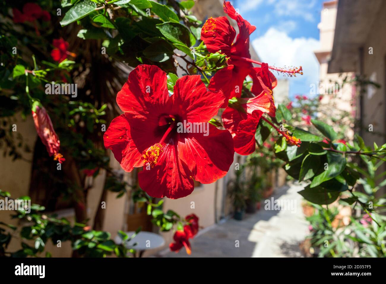 Kreta blüht blühende Straße Hibiscus Rosa sinensis Baumblume Stockfoto