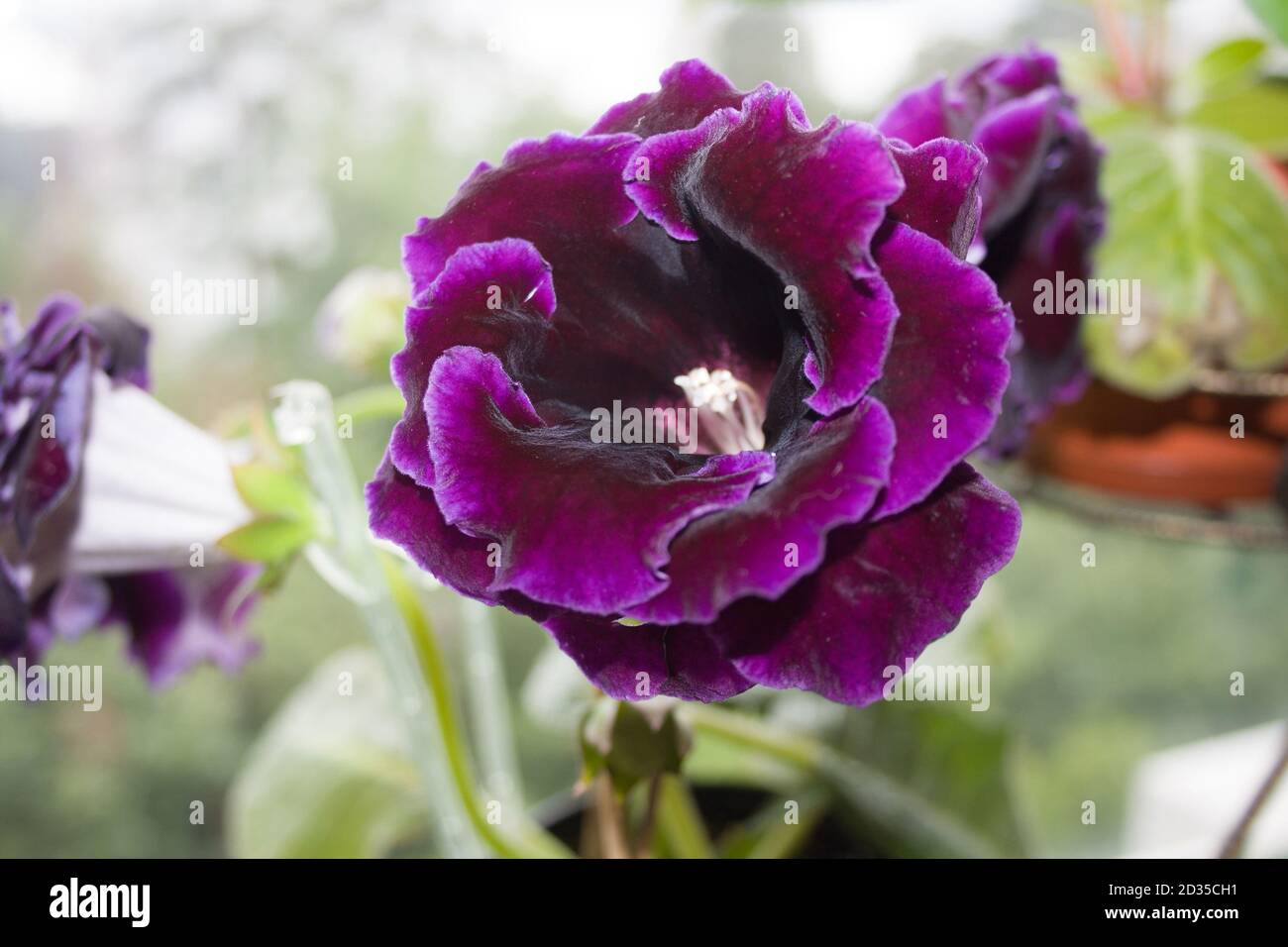 Dekorative Pflanze, schöne dunkelviolette Gloxinia Blume Sinningia speciosa Stockfoto