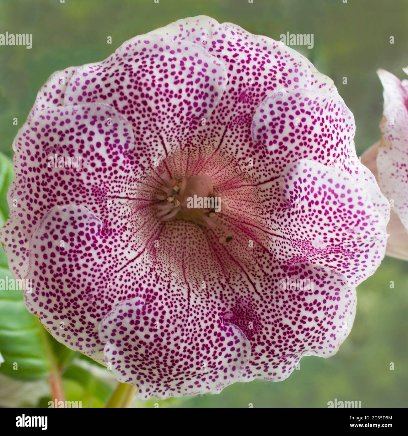 Decorum Pflanze, schöne Tiger rosa Gloxinia Blume Sinningia speciosa auf grünem Hintergrund Stockfoto