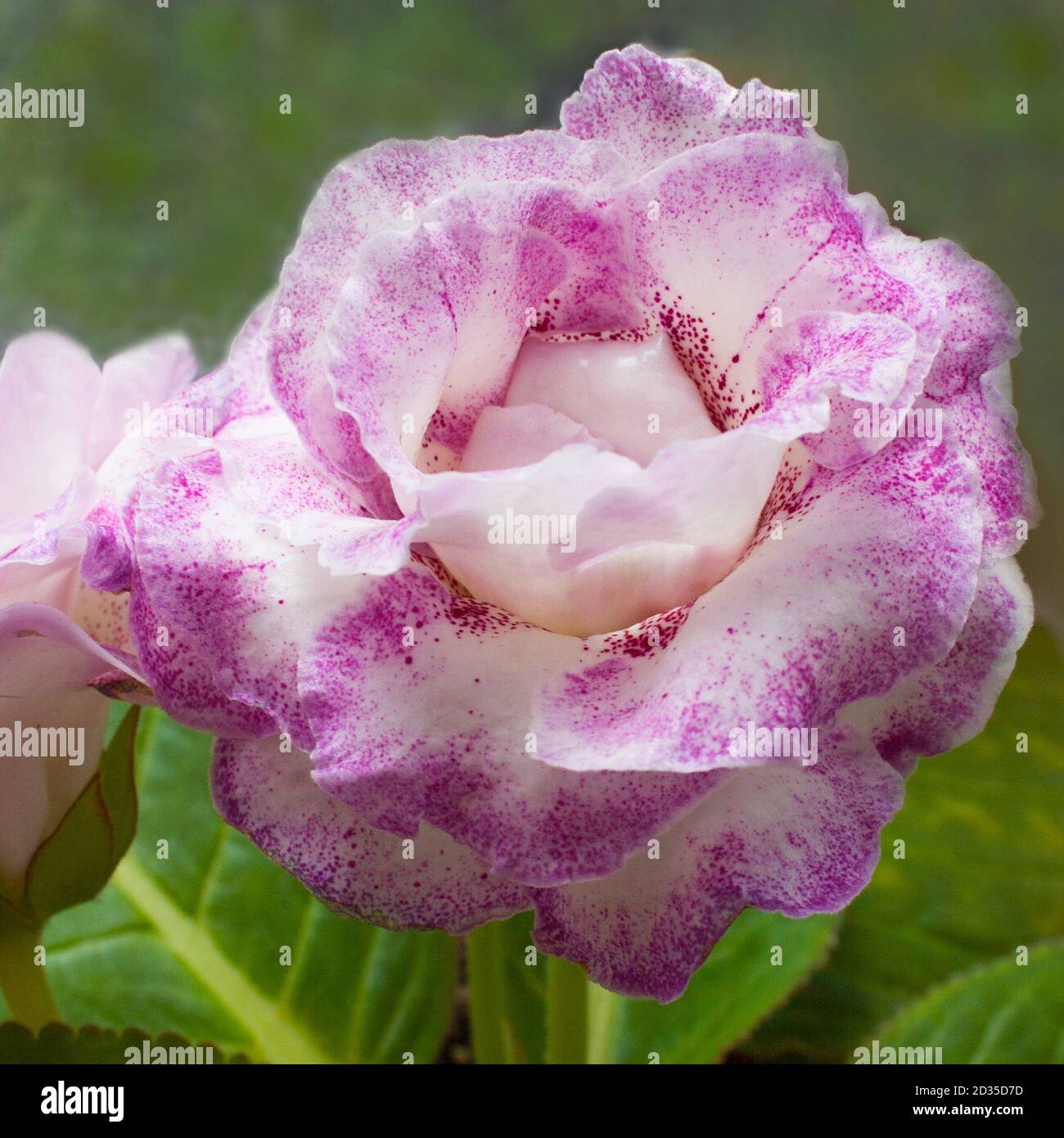 Dekorative Pflanze, schöne rosa Gloxinia Blume Sinningia speciosa auf grünem Hintergrund Stockfoto