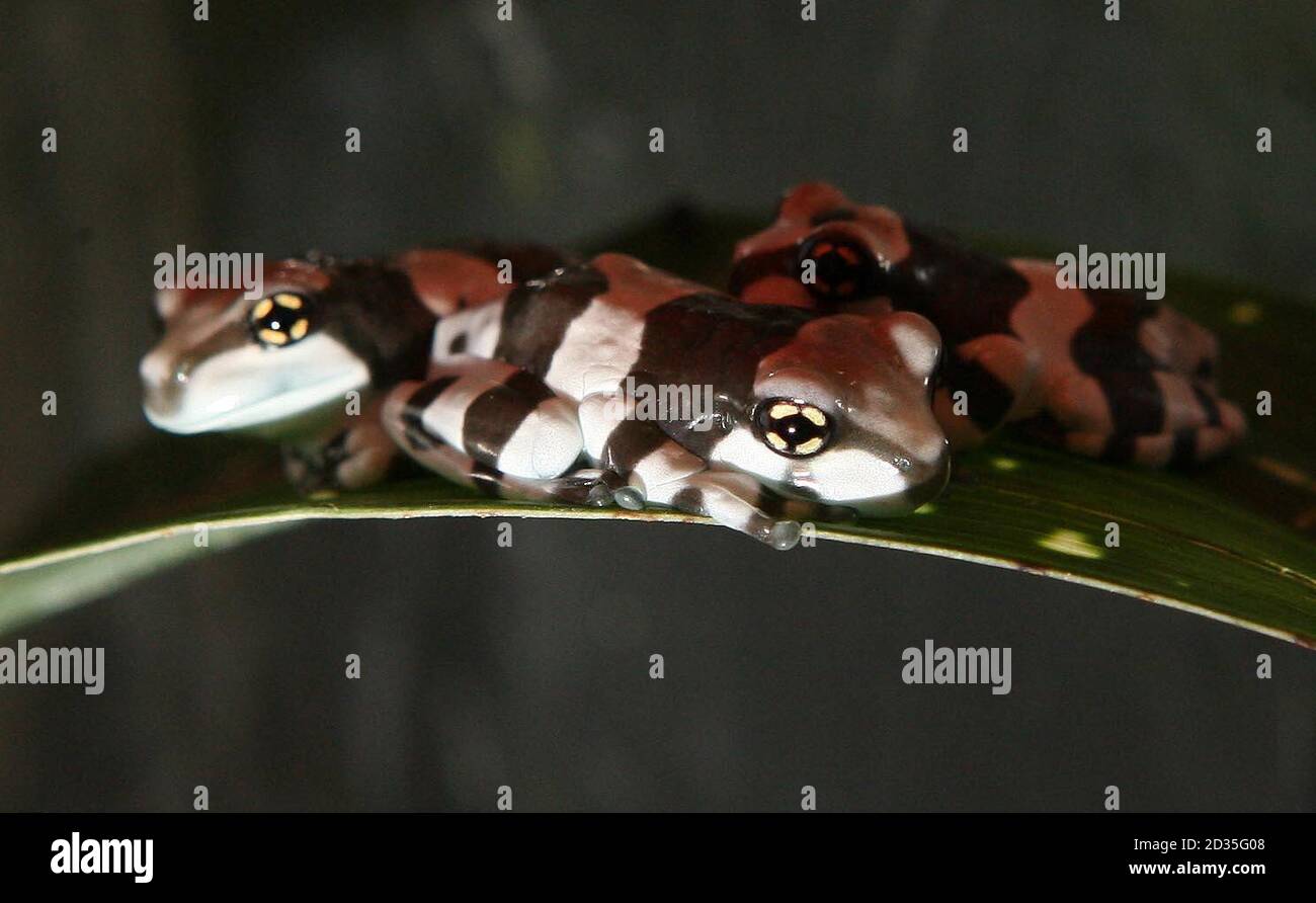 Ein Baby Mission golden-eyed Frosch sitzt auf einem Blatt in seinem Tank im Chester Zoo. Auch bekannt als der milchige Dschungelfrosch ist eine Premiere für den Cheshire Zoo. Stockfoto