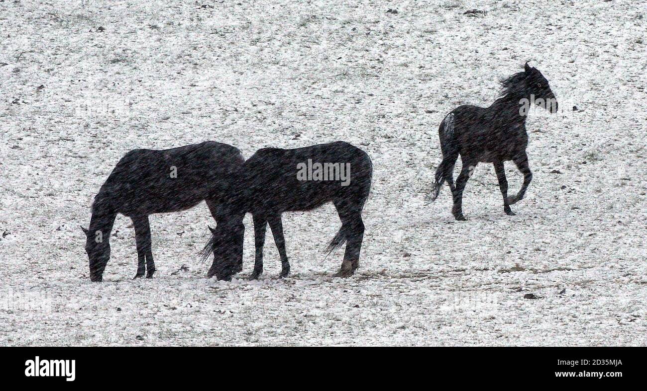 Pferde im schweren Schnee in Trim, Co Meath, Irland. Stockfoto