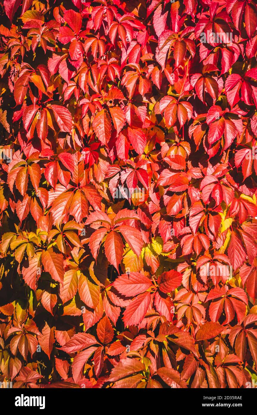 Herbst wilden Trauben Blätter Hintergrund. Herbstsaison Stockfoto