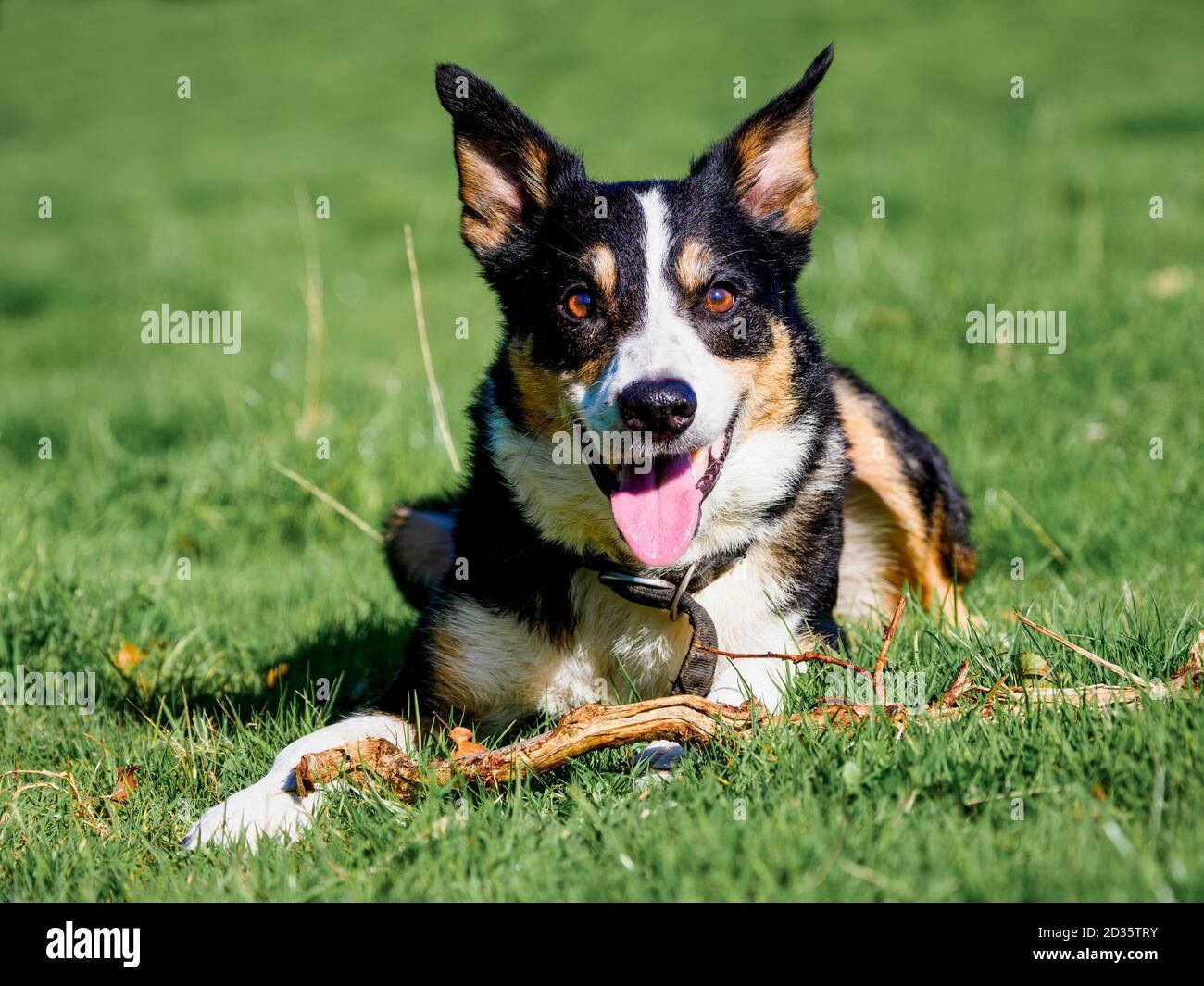 Smooth Collie schaut glücklich und wachsam, Großbritannien Stockfoto