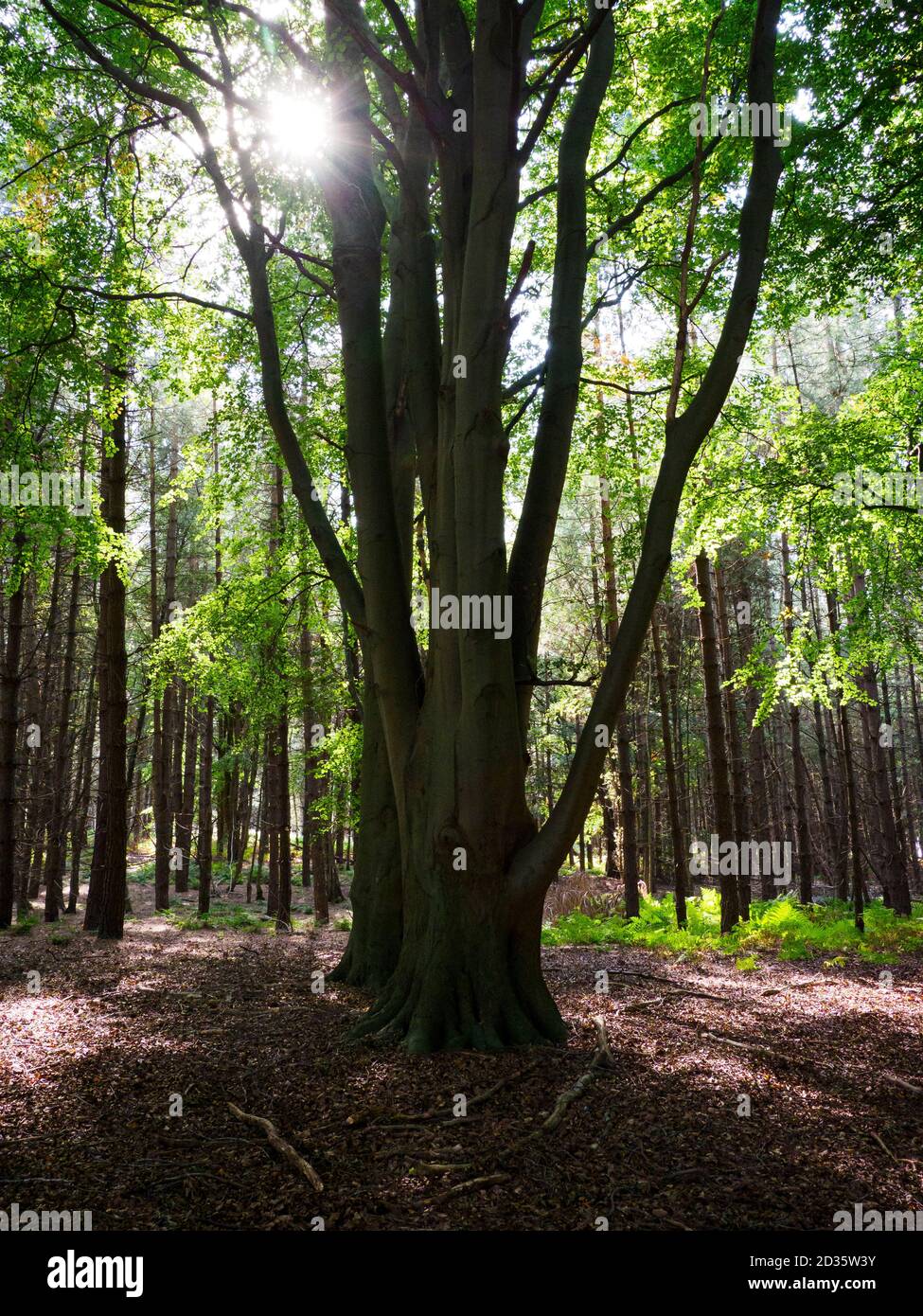 Sonnenlicht scheint durch Bäume, Thetford Forest, Norfolk, Großbritannien Stockfoto