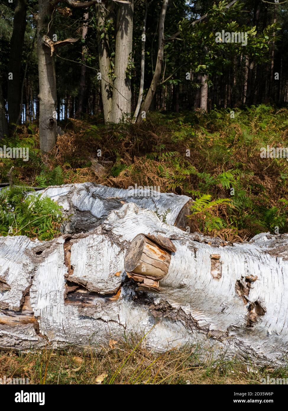 Gefallene Silberbirke, Betula pendula, im Herbst, Thetford Forest, Norfolk, Großbritannien Stockfoto
