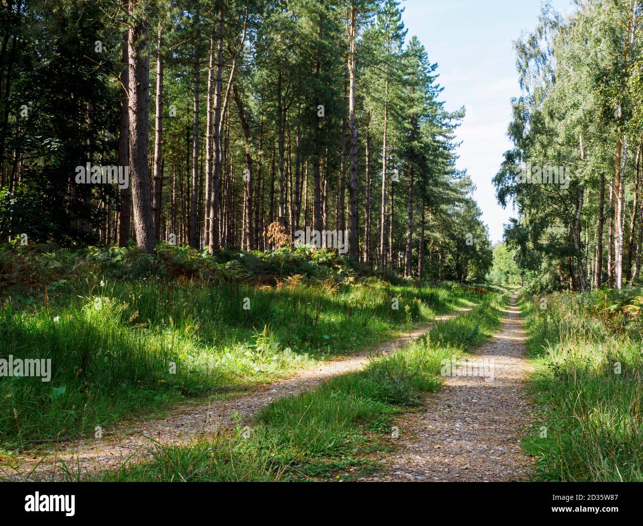 Unbefahrene Straße durch Thetford Forest, Norfolk, Großbritannien Stockfoto