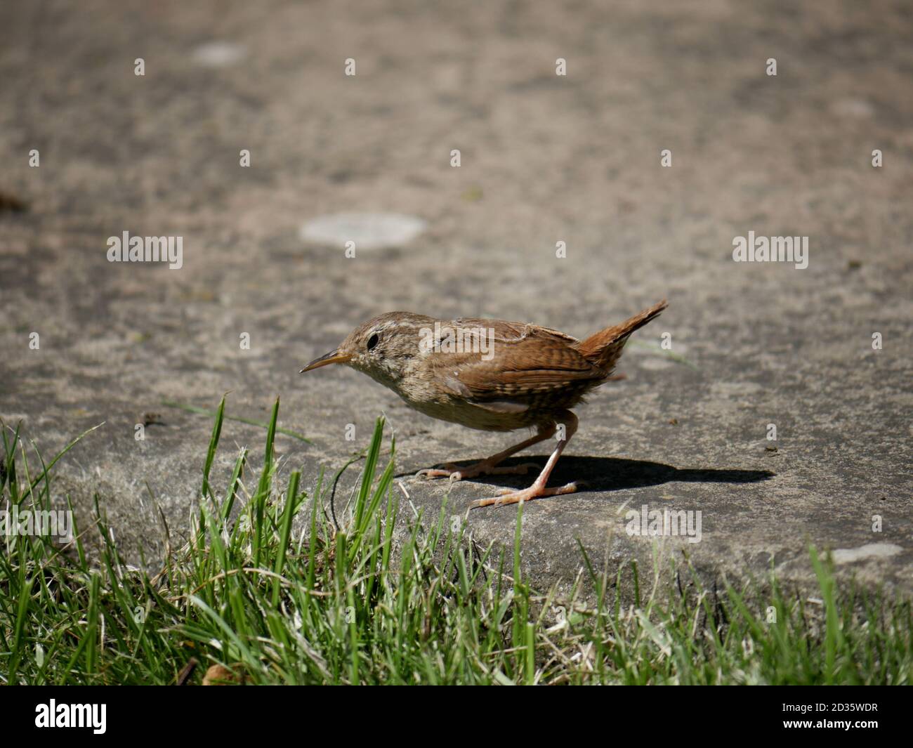 Kleiner Zaunkönig - Troglodytes troglodytes, der nahe einem Grasrand steht Stockfoto