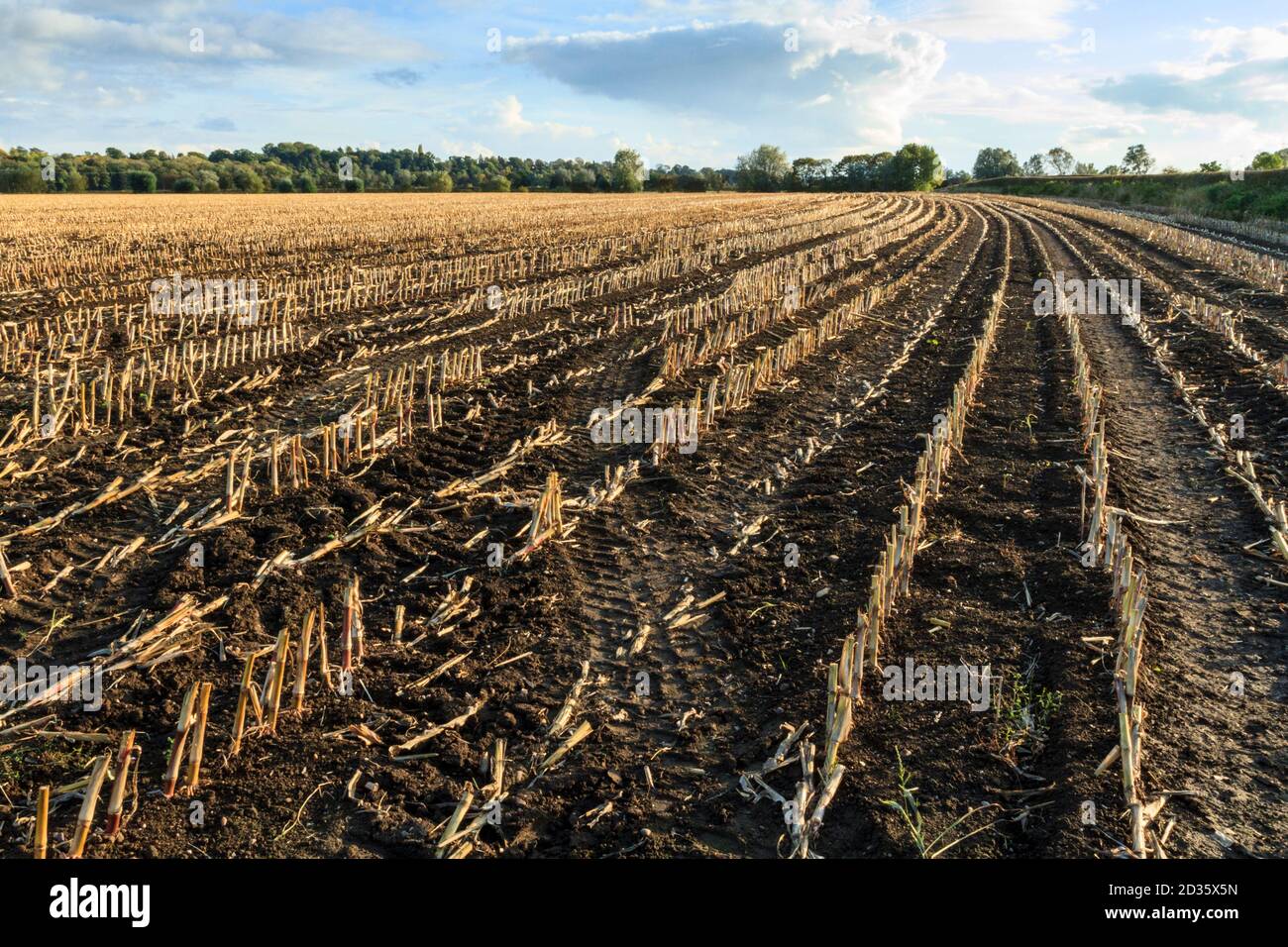 Linien der Stoppeln auf einem kürzlich geernteten Mais, Stoke Bardolph, Nottinghamshire, England, UK Stockfoto