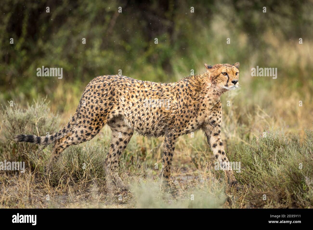 Erwachsene Geparden, die in Ndutu wachsam im Busch herumlaufen In Tansania Stockfoto