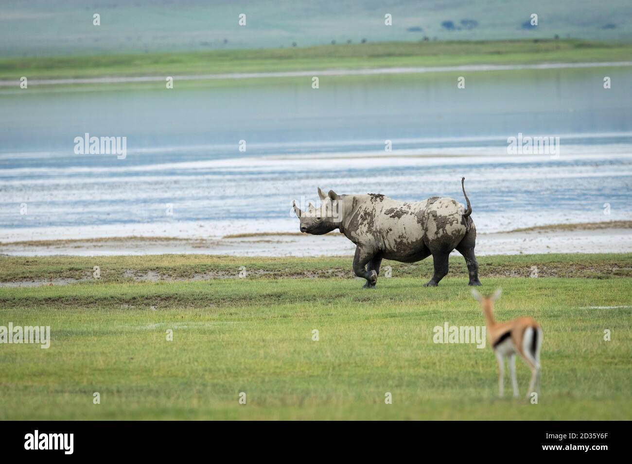 Schwarzes Nashorn bedeckt mit Schlamm zu Fuß am Rande des Wasser in Ngorongoro Krater in Tansania Stockfoto