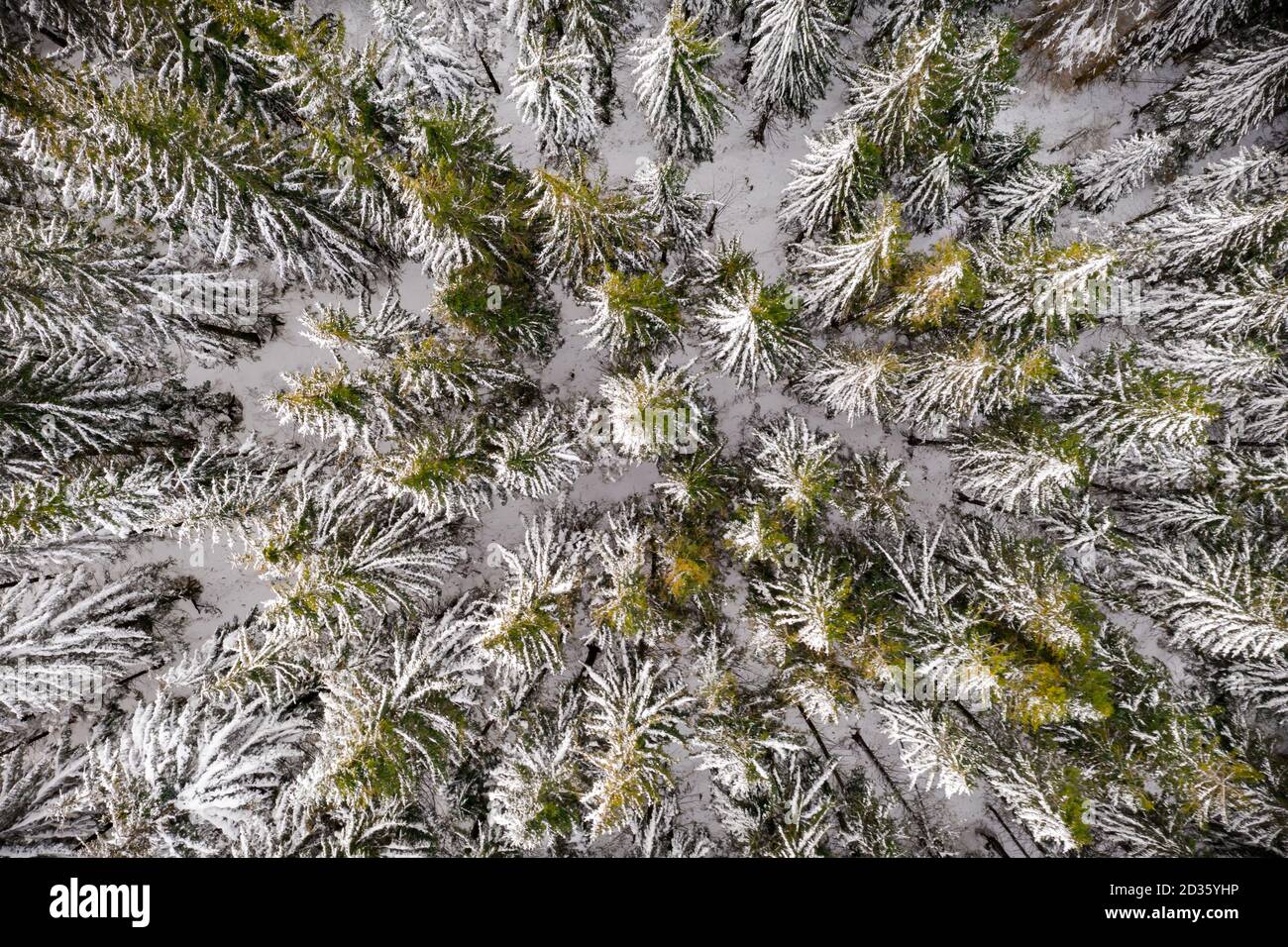 Luftdrone oben unten fliegen über Winterfichte und Kiefernwald. Tannen im Tal der Berge mit Schnee bedeckt. Landschaftsfotografie Stockfoto