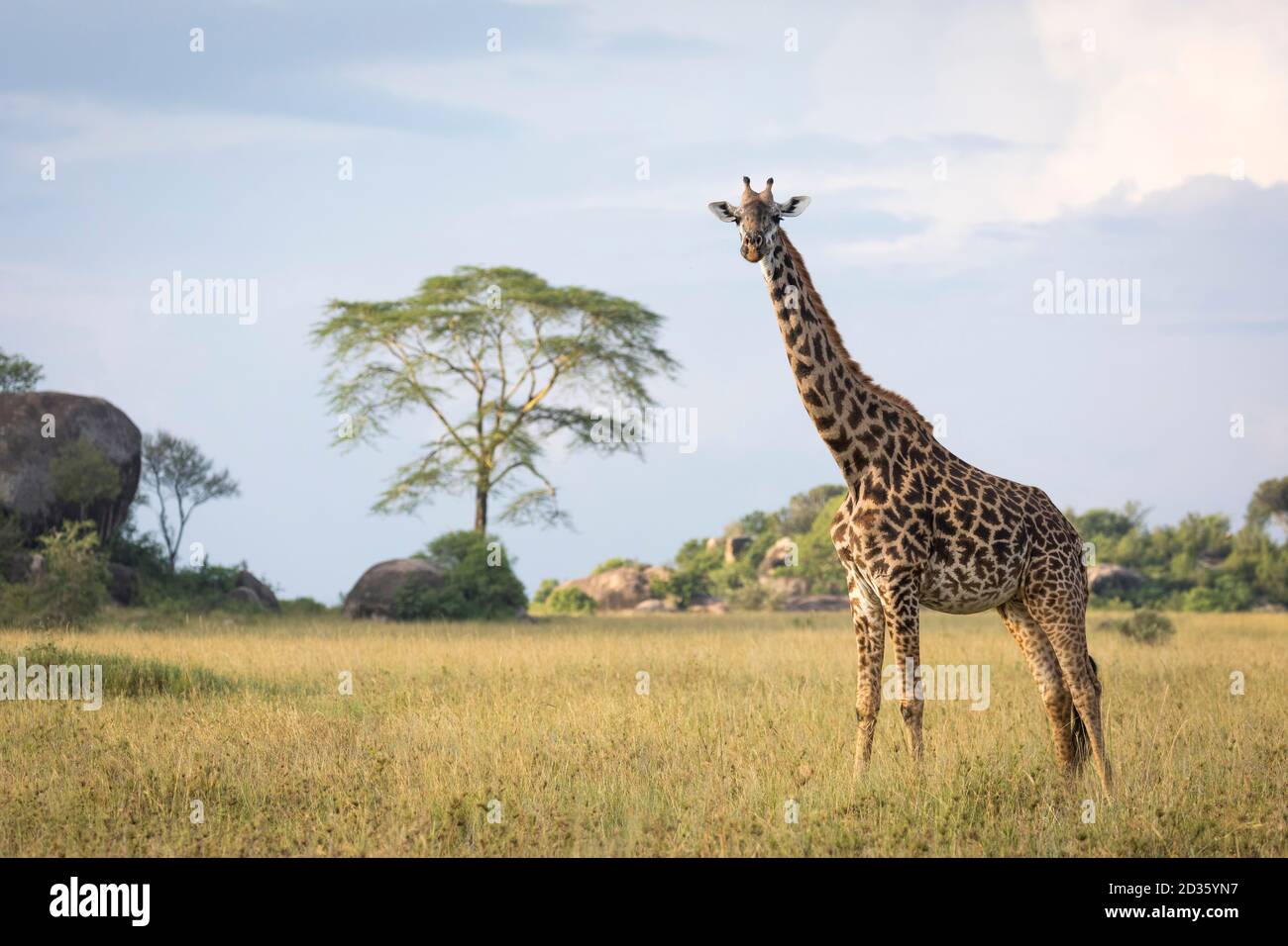 Horizontales Porträt einer erwachsenen weiblichen Giraffe, die wachsam aussieht Im Serengeti Nationalpark in Tansania Stockfoto
