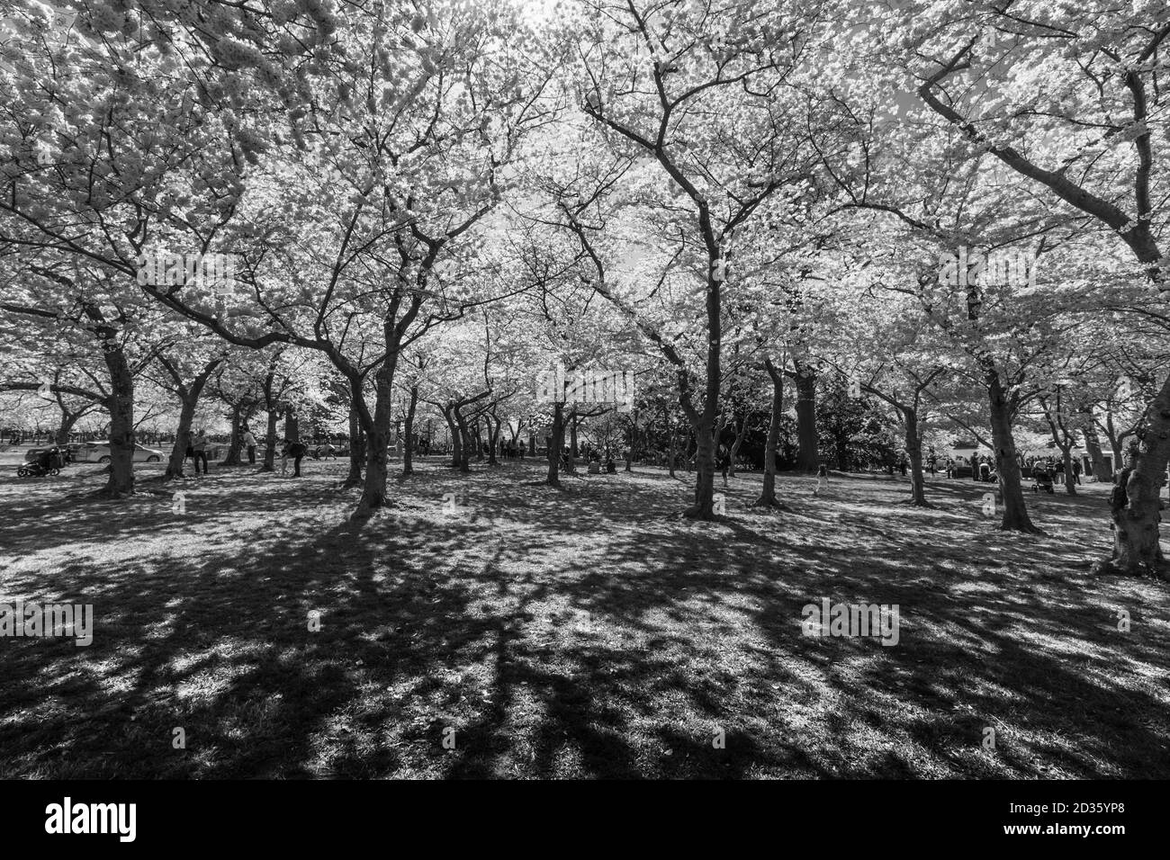 Frühlingsblüten in Wasington DC Stockfoto