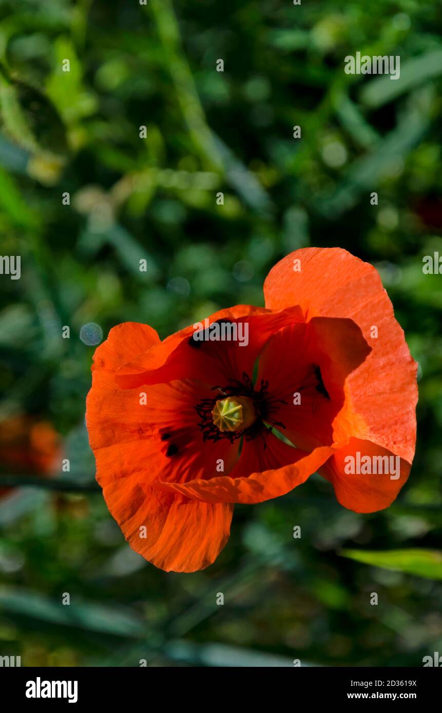 Schöne rote Mohnblume über grünem Gras Hintergrund, Sofia, Bulgarien, Europa Stockfoto