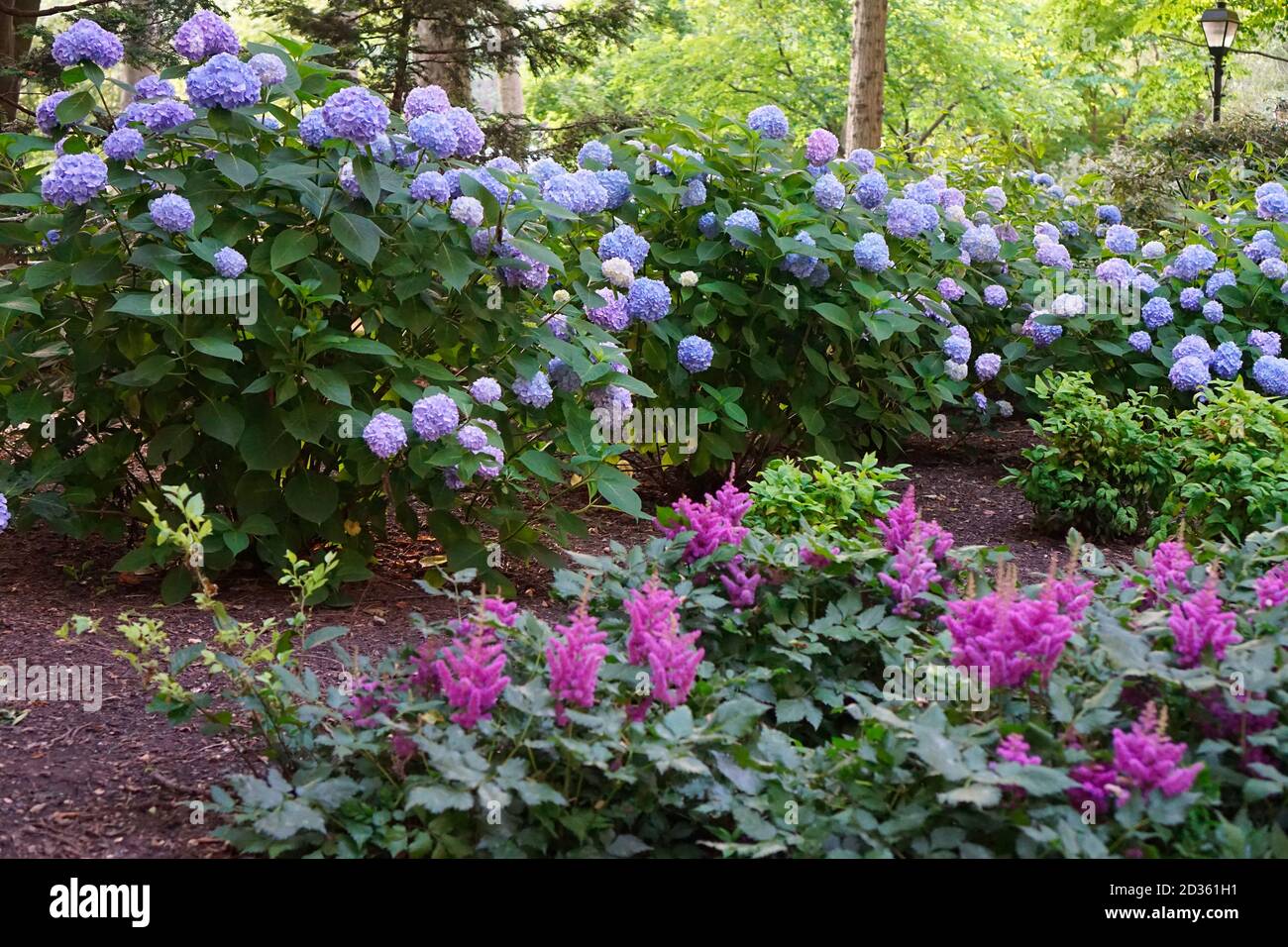 Bunte Blumen im Garten. Sanfter Fokus, Lärm zu schönen Pflanzen in einem Park hinzugefügt. Blaue Hortensien und Sträucher Stockfoto