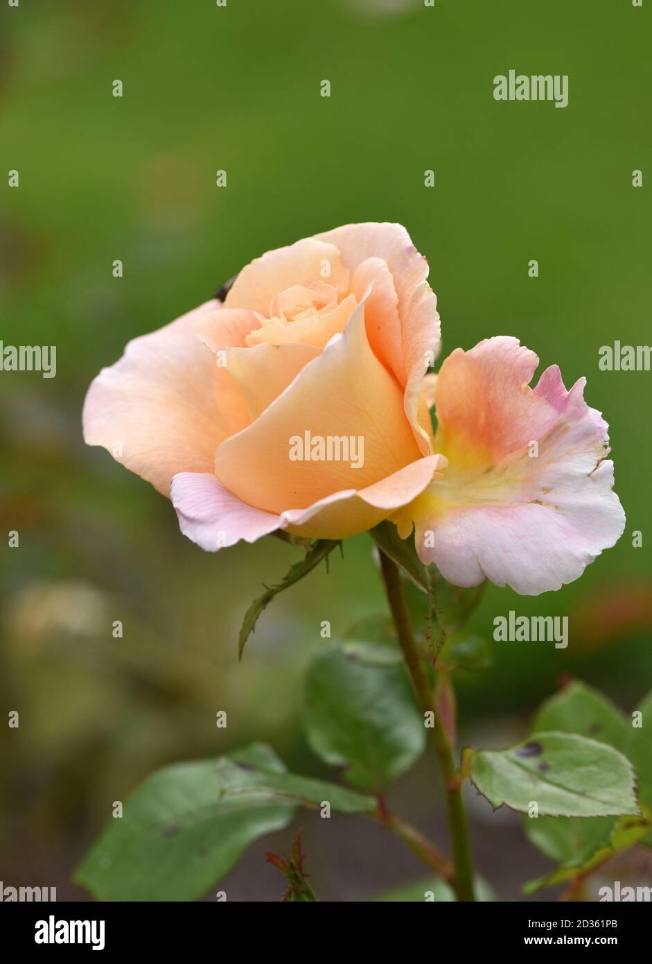 Ziemlich cremige Rosenblüte im Garten, Nahaufnahme Stockfoto