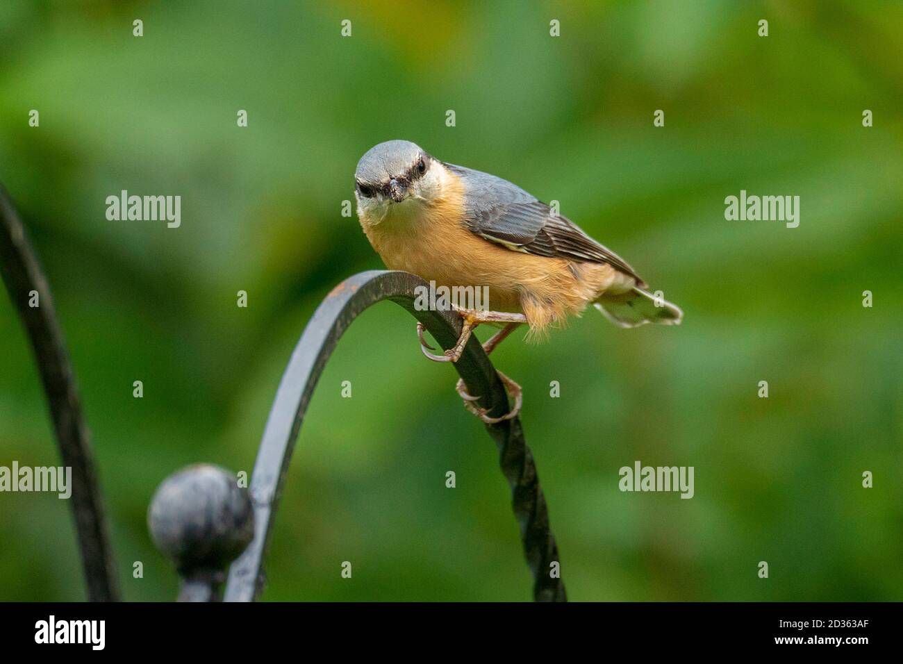 Nuthatch Vogel auf Futterhäuschen. Stockfoto