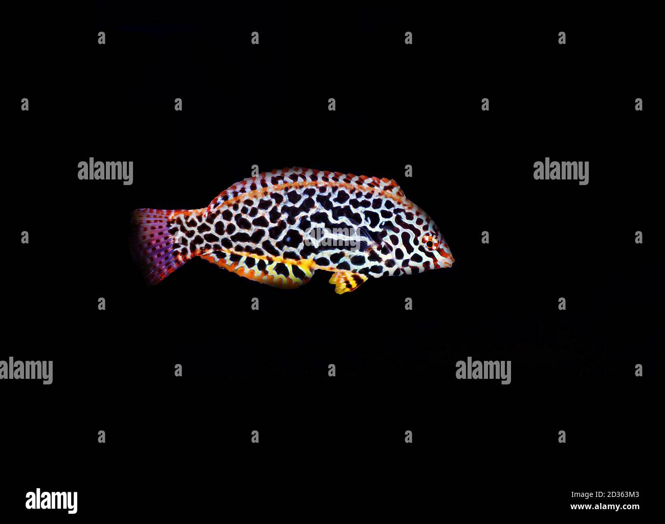 Leopardenfische im Korallenriff Aquarium Stockfoto