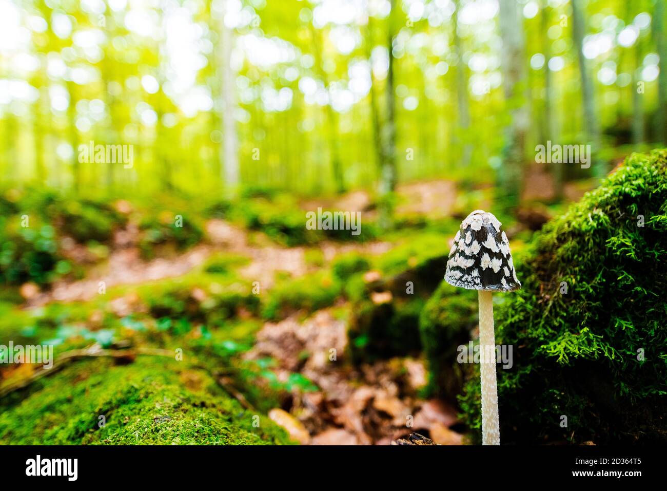 Winzige Pilze wachsen auf dem Waldboden zwischen den moosbedeckten Steinen, im Hintergrund das goldene Sonnenlicht erhellt den verschwommenen Wald Stockfoto