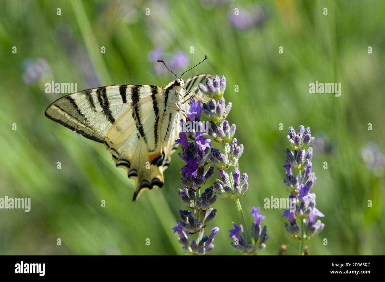 Knappen Schwalbenschwanz (Iphiclides Podalirius) Schmetterling fordert auch Segel oder Birnbaum, Lavendel Blumen. Stockfoto