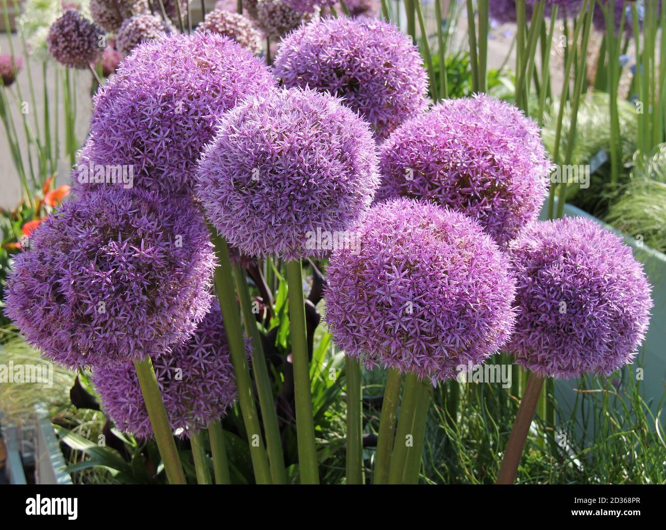 Die schönen Köpfe der Globemaster Allium Pflanzen. Stockfoto