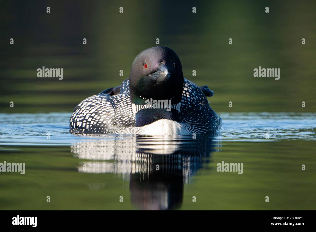 Gewöhnlicher Loon, der an der Oberfläche eines Sees ruht Stockfoto