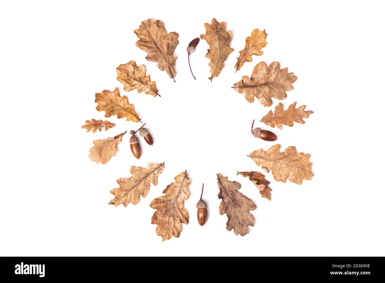 Kranz oder Kreis aus herbstlich getrockneten Blättern, Eichenblättern und Eicheln isoliert auf weißem Hintergrund, flach liegend, Draufsicht, Kopierraum. Herbstsaison Konz Stockfoto