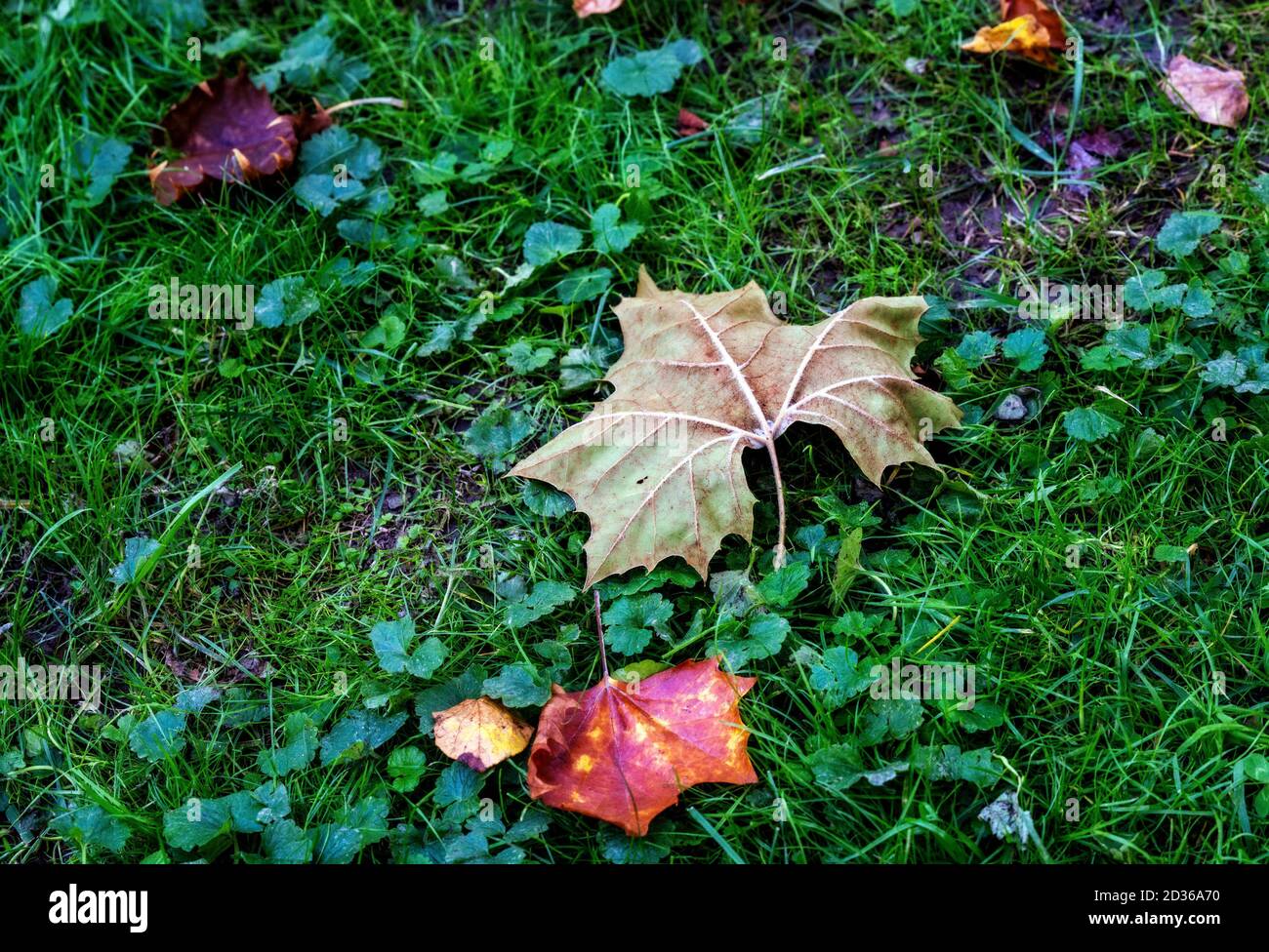 Die Blätter fallen, der Herbst kommt Stockfoto